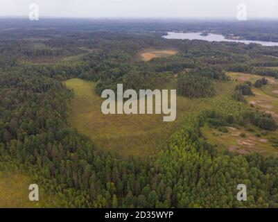 Großer Sumpf im reservierten Wald Stockfoto