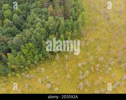 Großer Sumpf im reservierten Wald Stockfoto