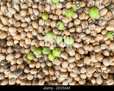 Walnüsse öffnete die Schale und die gesammelten Walnüsse sind in der Masse gehalten und gebrochen Walnuss, die Zusammensetzung auf dem Tisch Shell-Mutter ist. Stockfoto