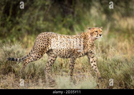 Erwachsene Geparden, die in Ndutu wachsam im Busch herumlaufen In Tansania Stockfoto