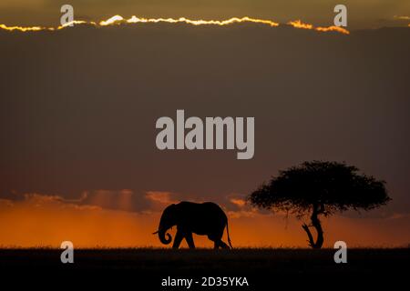 Elefant bei Sonnenuntergang in der Nähe eines Baumes in Masai Mara In Kenia Stockfoto