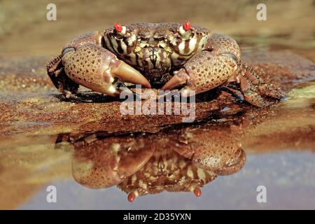 Rotaugen-Xanthidkrabbe auf Felsen Stockfoto