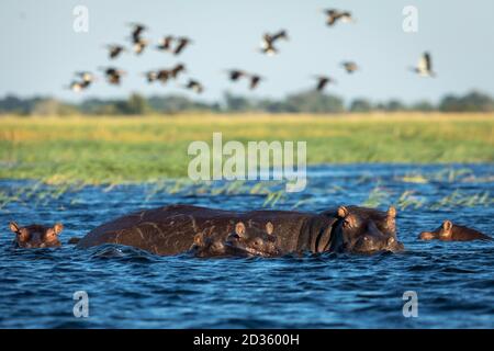 Hippo Familie steht in blauen Gewässern des Chobe River suchen Alarm in Botswana Stockfoto