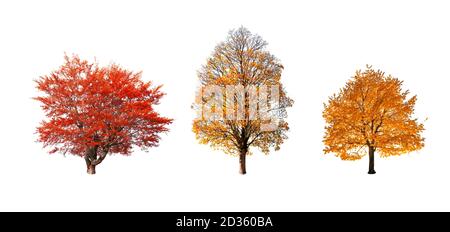 Set von drei orange und gelb Herbst Bäume isoliert auf Weißer Hintergrund Stockfoto