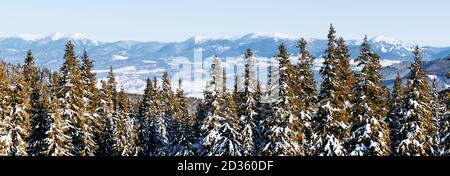 Panorama Landschaft der Winter Wald von Verschneiten Fichten und Tannen Bäumen. Gefrorenen Baum in der winterlichen Jahreszeit. Natur Hintergrund Stockfoto