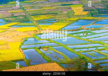 Reisfeld Landschaft im Herbst Stockfoto