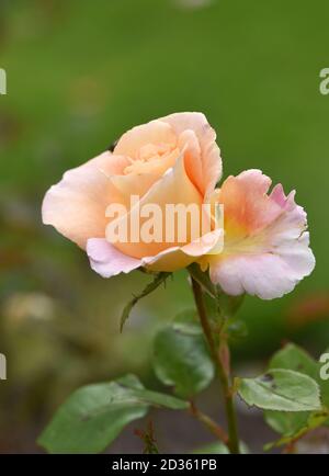 Ziemlich cremige Rosenblüte im Garten, Nahaufnahme Stockfoto