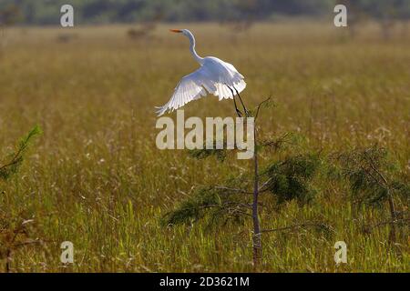Great Egret in Everglades National Park in der Nähe Homestead Florida. Ardea alba, Symbol der National Audubon Society. Stockfoto