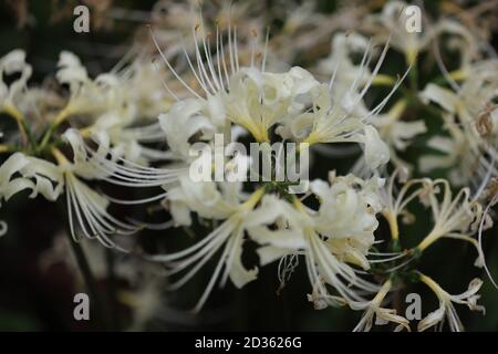 Satte. Oktober 2020. Das Foto vom 7. Oktober 2020 zeigt weiße Spinnenlilien im Gongendo Park in Satte, Präfektur Saitama in Japan. Quelle: Du Xiaoyi/Xinhua/Alamy Live News Stockfoto