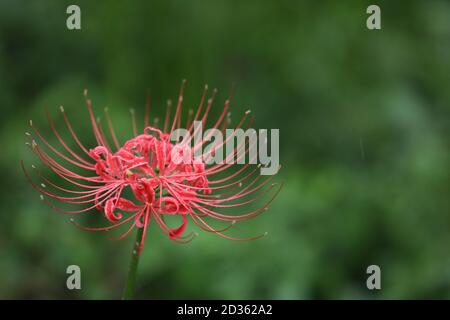 Satte. Oktober 2020. Das Foto vom 7. Oktober 2020 zeigt Lycoris radiata, bekannt als die rote Spinnenlilie, im Gongendo Park in Satte, Präfektur Saitama in Japan. Quelle: Du Xiaoyi/Xinhua/Alamy Live News Stockfoto