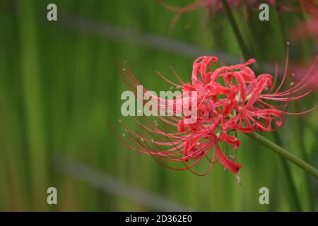 Satte. Oktober 2020. Das Foto vom 7. Oktober 2020 zeigt Lycoris radiata, bekannt als die rote Spinnenlilie, im Gongendo Park in Satte, Präfektur Saitama in Japan. Quelle: Du Xiaoyi/Xinhua/Alamy Live News Stockfoto