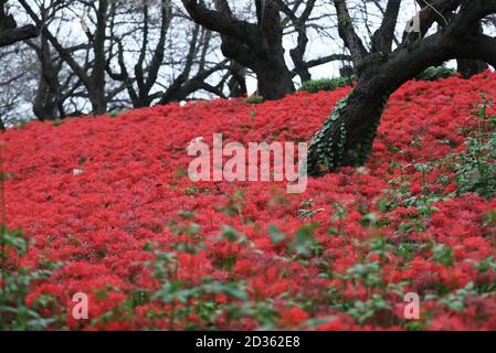 Satte. Oktober 2020. Das am 7. Oktober 2020 aufgenommene Foto zeigt Lycoris radiata, bekannt als rote Spinnenlilien, im Gongendo Park in Satte, Präfektur Saitama in Japan. Quelle: Du Xiaoyi/Xinhua/Alamy Live News Stockfoto