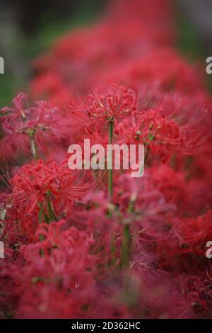 Satte. Oktober 2020. Das am 7. Oktober 2020 aufgenommene Foto zeigt Lycoris radiata, bekannt als rote Spinnenlilien, im Gongendo Park in Satte, Präfektur Saitama in Japan. Quelle: Du Xiaoyi/Xinhua/Alamy Live News Stockfoto