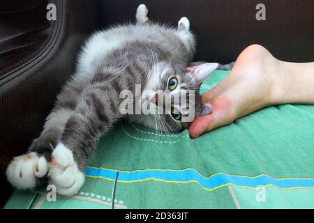 Die Katze streckt sich auf dem Bett. Morgenübung - Katze macht Yoga, Sporttiere Stockfoto