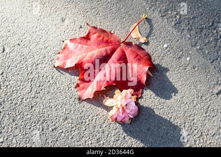 Gefallenes rotes Ahornblatt und verwelkelte Rosenblüte auf Asphalt Nahaufnahme der Straße am sonnigen Herbsttag Stockfoto