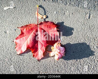 Gefallenes rotes Blatt Ahornbaum und verwelkt rosa Rose Blume auf Asphaltfläche Nahaufnahme an sonnigen Herbsttag Stockfoto