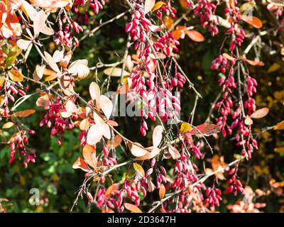 Trauben von reifen roten Berberbeeren auf Baum auf sonnig Herbsttag Stockfoto