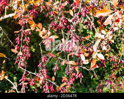 Reife rote Berberbeeren auf Baumzweigen im sonnigen Herbst Tag Stockfoto