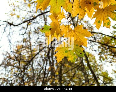 Gelbes Ahornblatt und verschwommene Bäume auf dem Hintergrund im Herbst Abend (Fokus auf Blätter im Vordergrund) Stockfoto