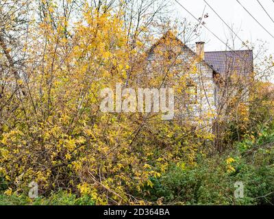 Gelber Baum vor der ländlichen Hütte im russischen Dorf In der Herbstdämmerung Stockfoto