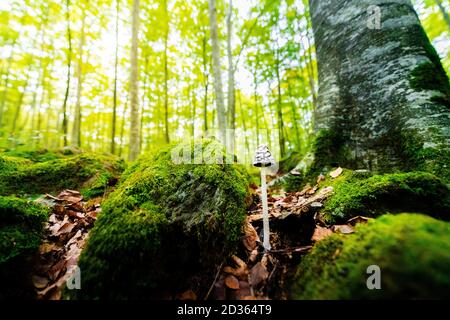 Kleiner Pilz wächst auf dem Waldboden zwischen den Blättern und den moosbedeckten Steinen neben einem Baum, im Hintergrund das goldene Sonnenlicht illumi Stockfoto