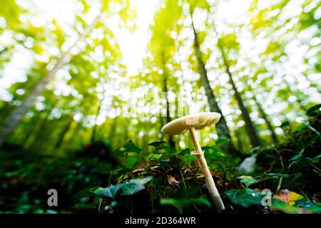 Kleiner Pilz wächst auf dem Waldboden zwischen dem Moos und den Blättern des Bodens, im verschwommenen Hintergrund leuchtet das goldene Sonnenlicht Stockfoto