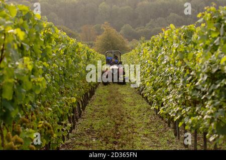 Hambledon, Hampshire, Großbritannien 7. Oktober 2020 Chardonnay-Weinlese im Hambledon Vineyard and Winery, Hampshire, Großbritannien Mittwoch, 7. Oktober 2020. Hambledon hat 100,00 etablierte Reben, die auf 200 Morgen Kalkboden liegen. Das Vereinigte Königreich hat 3,500 Hektar bepflanzte Reben, die 10.5 Millionen Flaschen produzieren, die von Schaumwein dominiert werden. Berühmte Champagnerhäuser Pommery und Taittinger haben beide Land in England gekauft. Kredit: Luke MacGregor/Alamy Live Nachrichten Stockfoto