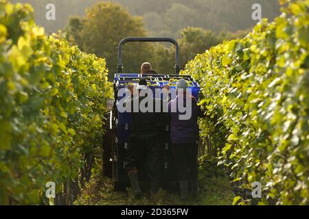 Hambledon, Hampshire, Großbritannien 7. Oktober 2020 Chardonnay-Weinlese im Hambledon Vineyard and Winery, Hampshire, Großbritannien Mittwoch, 7. Oktober 2020. Hambledon hat 100,00 etablierte Reben, die auf 200 Morgen Kalkboden liegen. Das Vereinigte Königreich hat 3,500 Hektar bepflanzte Reben, die 10.5 Millionen Flaschen produzieren, die von Schaumwein dominiert werden. Berühmte Champagnerhäuser Pommery und Taittinger haben beide Land in England gekauft. Kredit: Luke MacGregor/Alamy Live Nachrichten Stockfoto