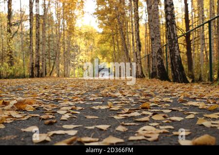 Indischer Sommer in einem Birkenhain. Gefallene gelbe Birkenblätter auf dem Asphalt im Park aus nächster Nähe. Herbsthintergrund. Stockfoto