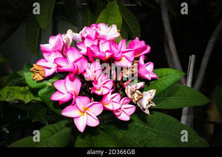 Hot Pink und gelb Frangipani (Plumeria) Blume, Kapstadt, Südafrika Stockfoto