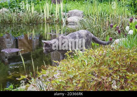 Neugierige graue Katze Blick auf den Teich von Frühling Garten Pflanzen umgeben, versuchen, einen Fisch zu fangen Stockfoto
