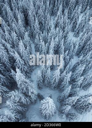 Vollbildaufnahme von schneebedeckten Kiefernwäldern aus Oben, natürliche Winterlandschaft Tapete Stockfoto