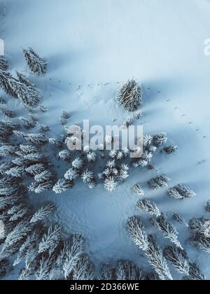 Luftaufnahme von Fichtenforen, Winterthema. Stockfoto