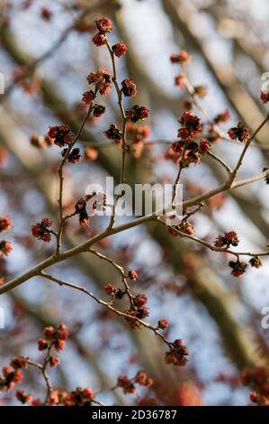 Parrotia persica rote Blumen auf blauem Himmel Hintergrund, persisches Eisenholz Stockfoto