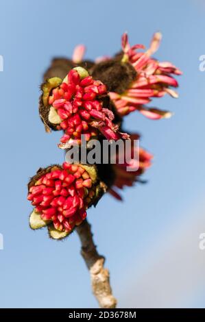 Parrotia persica rote Blumen auf blauem Himmel Hintergrund, persisches Eisenholz Stockfoto