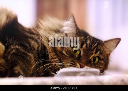 Große schöne Katze freut sich. Braune Haare und große grüne Augen Haustier Stockfoto
