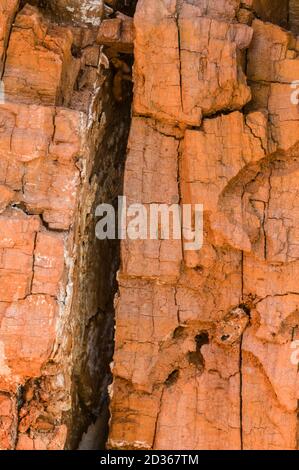 Detail eines gebrochenen Baumstammes mit Rinde, die einem ähnelt Felswand Stockfoto