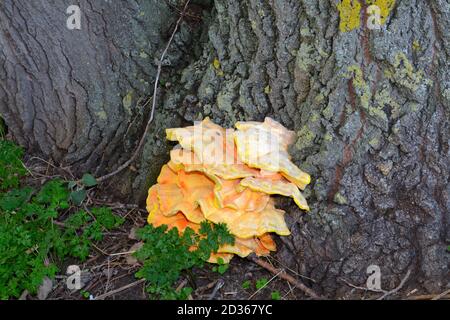 Eine große gelbe Bracket Pilze wachsen auf der Rinde eines Baumes, Surrey UK Stockfoto