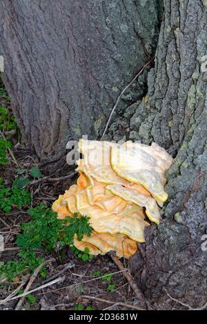 Eine große gelbe Bracket Pilze wachsen auf der Rinde eines Baumes, Surrey UK Stockfoto