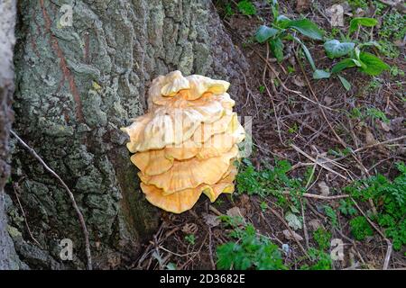 Eine große gelbe Bracket Pilze wachsen auf der Rinde eines Baumes, Surrey UK Stockfoto