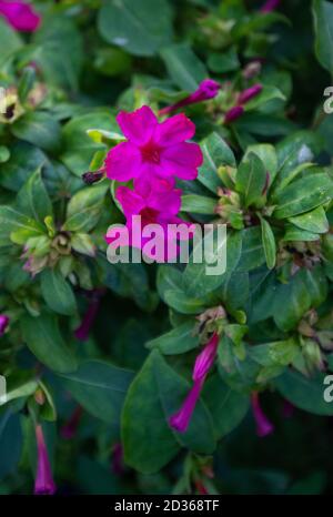 Lila Blüten von Mirabilis Jalapa, bekannt als "die Schönheit der Nacht" Stockfoto