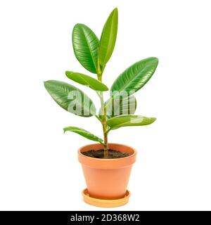 Ficus im Topf auf einem weissem Hintergrund Stockfoto