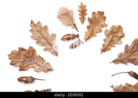 Halbkreis aus herbstlich getrockneten Blättern, Eichenblättern und Eicheln isoliert auf weißem Hintergrund, flach liegend, Draufsicht, Kopierraum. Herbstjahreskonzept, h Stockfoto