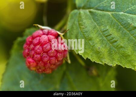 Nahaufnahme des Buschzweiges mit roten reifen Himbeeren im Obstgarten in der Sommersaison auf grünem Laubhintergrund. Lecker, Essen. Biologisch Reif Stockfoto