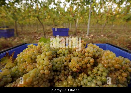 Hambledon, Hampshire, Großbritannien 7. Oktober 2020 Chardonnay-Weinlese im Hambledon Vineyard and Winery, Hampshire, Großbritannien Mittwoch, 7. Oktober 2020. Hambledon hat 100,00 etablierte Reben, die auf 200 Morgen Kalkboden liegen. Das Vereinigte Königreich hat 3,500 Hektar bepflanzte Reben, die 10.5 Millionen Flaschen produzieren, die von Schaumwein dominiert werden. Berühmte Champagnerhäuser Pommery und Taittinger haben beide Land in England gekauft. Kredit: Luke MacGregor/Alamy Live Nachrichten Stockfoto