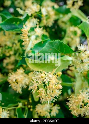 Lindenblüte (Tilia cordata) - dicht blühender Lindenzweig Stockfoto