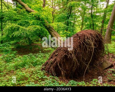 Entwurzelter Baum im Wald nach Sturm Stockfoto