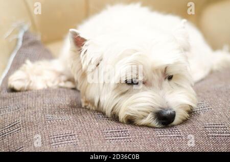 west Hochland weißen Terrier zu Hause liegen Stockfoto