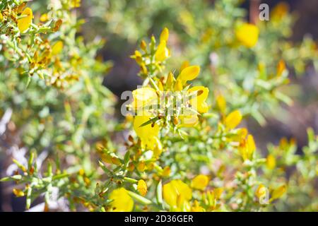 Ulex australis Clemente, gemeinhin als dorniger Ginsterbusch in Blüte bezeichnet. Mehrjähriger, verzweigter, sehr dorniger und undurchdringlicher Strauch. Stockfoto