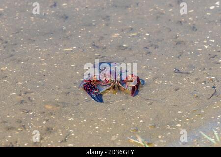 Rote Sumpfkrebse (Procambarus clarkii) in ihrem Lebensraum. Dies ist eine invasive Art in Spanien und wird im Donana Naturschutzgebiet gefunden Stockfoto